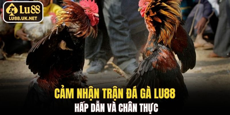 Cảm nhận trận đá gà LU88 hấp dẫn và chân thực